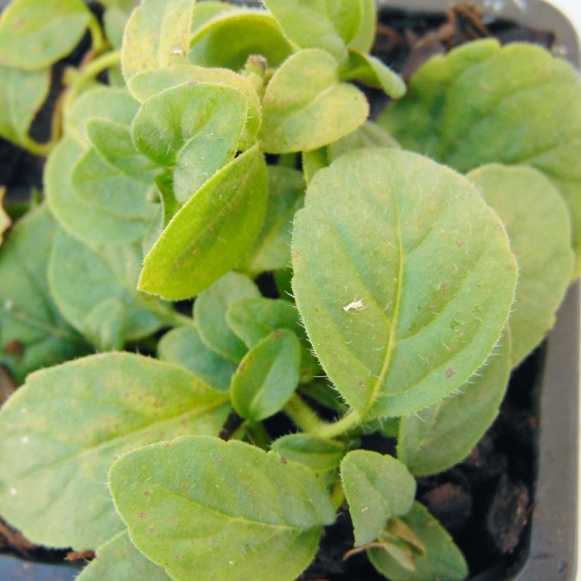 Acker-Minze Banana Bio - Mentha arvensis (Laub)