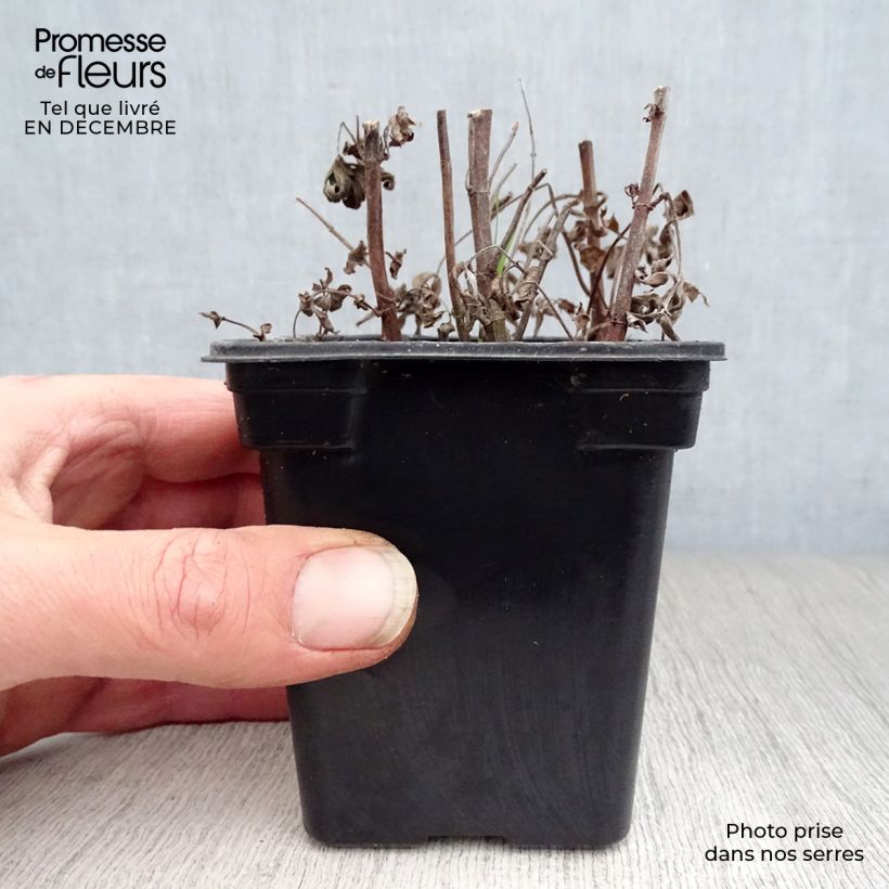 Exemplar von Buddleia Minze - Mentha buddleiana Kleine Töpfe von 8/9 cm wie im Winter geliefert