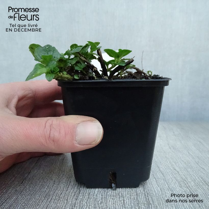 Exemplar von Pfefferminze schocominze - Mentha piperita Kleine Töpfe von 8/9 cm wie im Winter geliefert