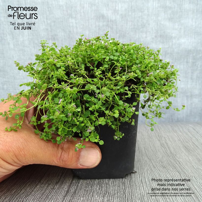 Exemplar von Korsische Minze - Mentha requienii Kleine Töpfe von 8/9 cm wie im Sommer geliefert