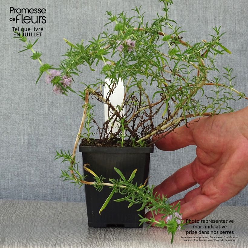 Exemplar von Hirsch-Minze - Mentha cervina Kleine Töpfe von 8/9 cm wie im Sommer geliefert