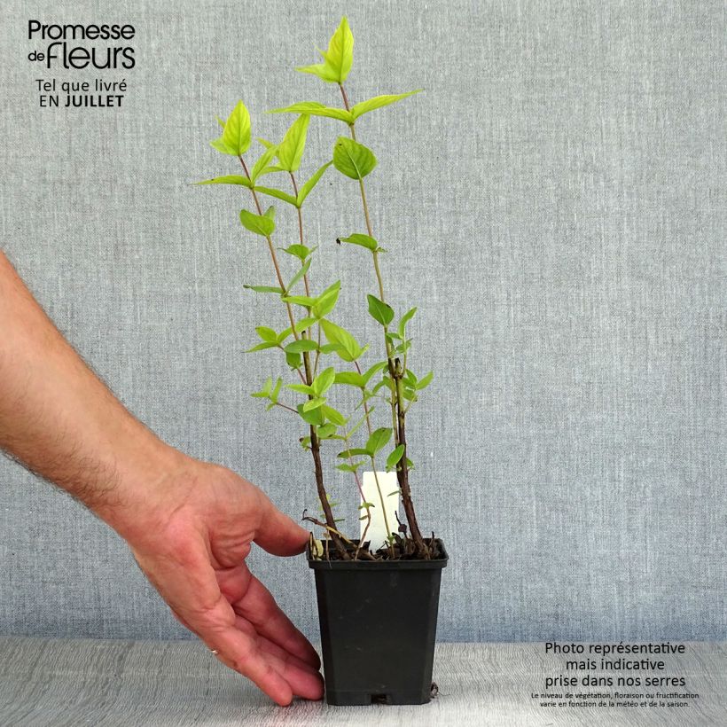 Exemplar von Amerikanische Bergminze - Pycnanthemum muticum Kleine Töpfe von 8/9 cm wie im Sommer geliefert