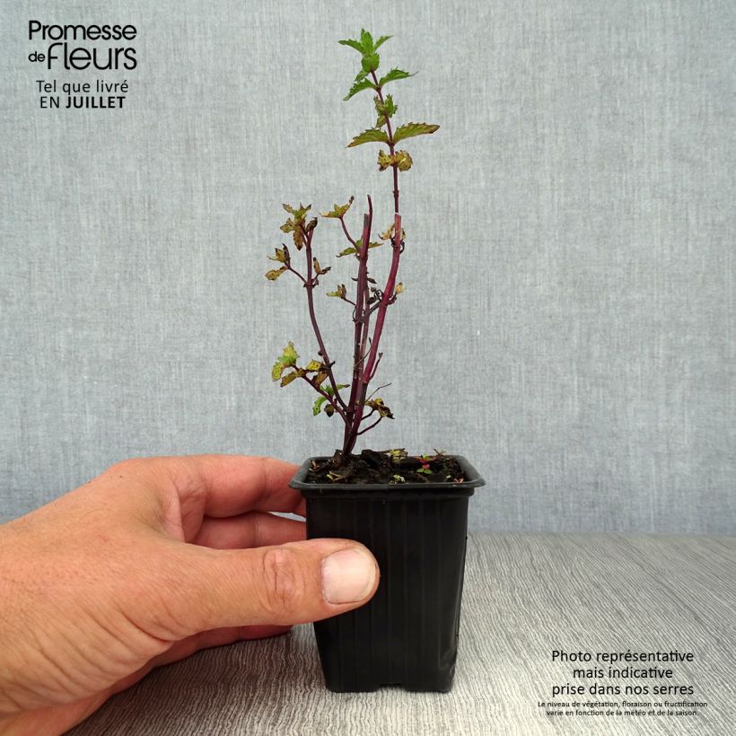 Exemplar von Ähren-Minze crispa - Mentha spicata Kleine Töpfe von 8/9 cm wie im Sommer geliefert