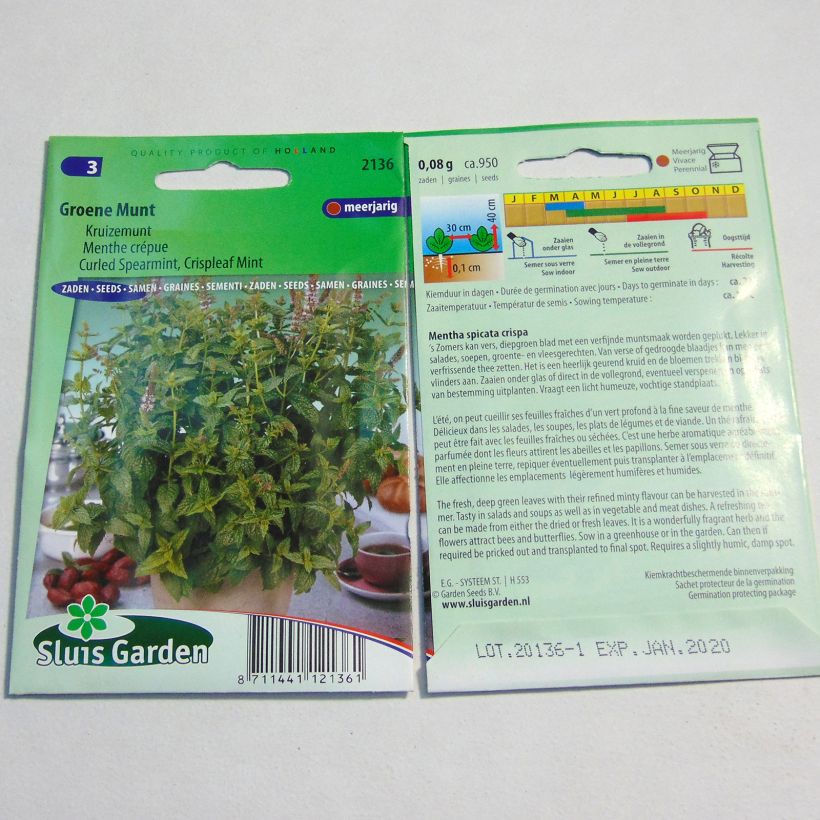 Beispiel eines Exemplars von Ähren-Minze Crispata - Mentha spicata die Tüte mit 1800 Samen wie geliefert