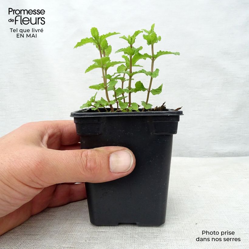 Exemplar von Ähren-Minze Nannah - Mentha spicata Kleine Töpfe von 7/8 cm wie im Frühjahr geliefert