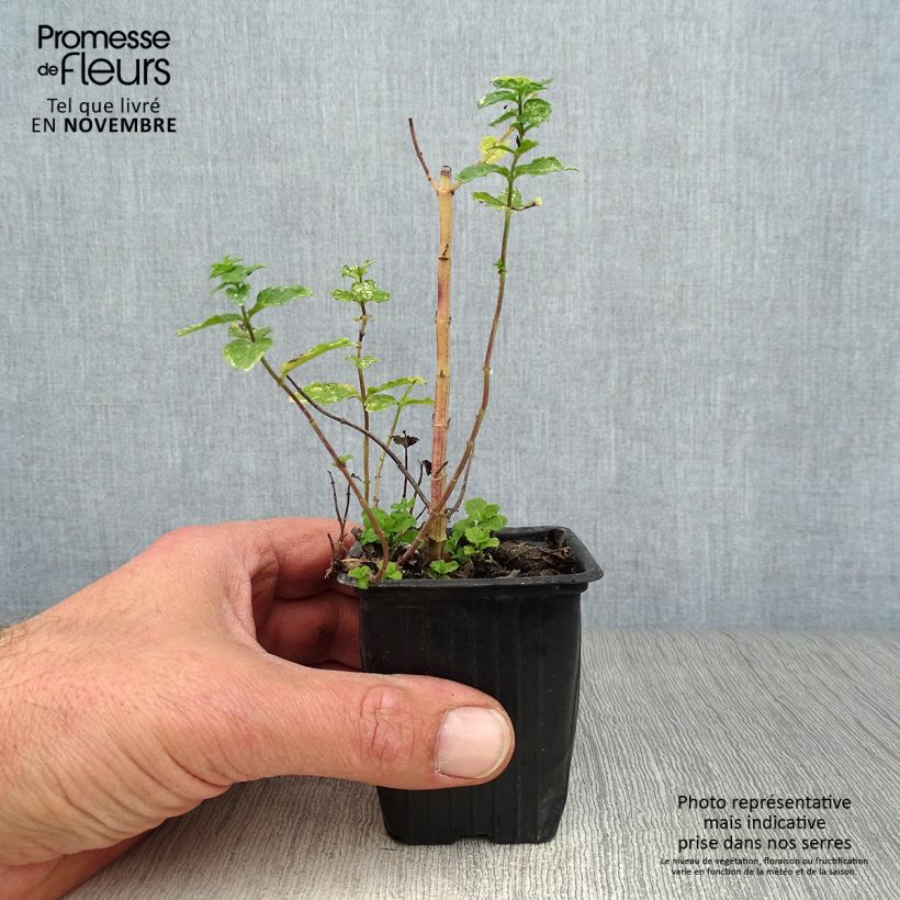 Exemplar von Ähren-Minze Nannah - Mentha spicata Kleine Töpfe von 7/8 cm wie im Herbst geliefert