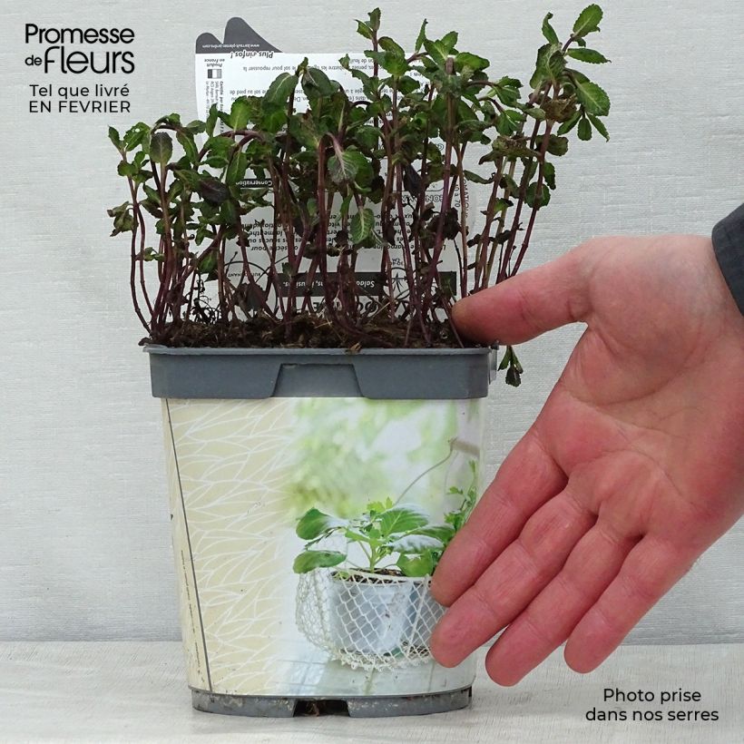 Exemplar von Ähren-Minze Nannah Bio - Mentha spicata Topf mit 1L/1,5L wie im Winter geliefert