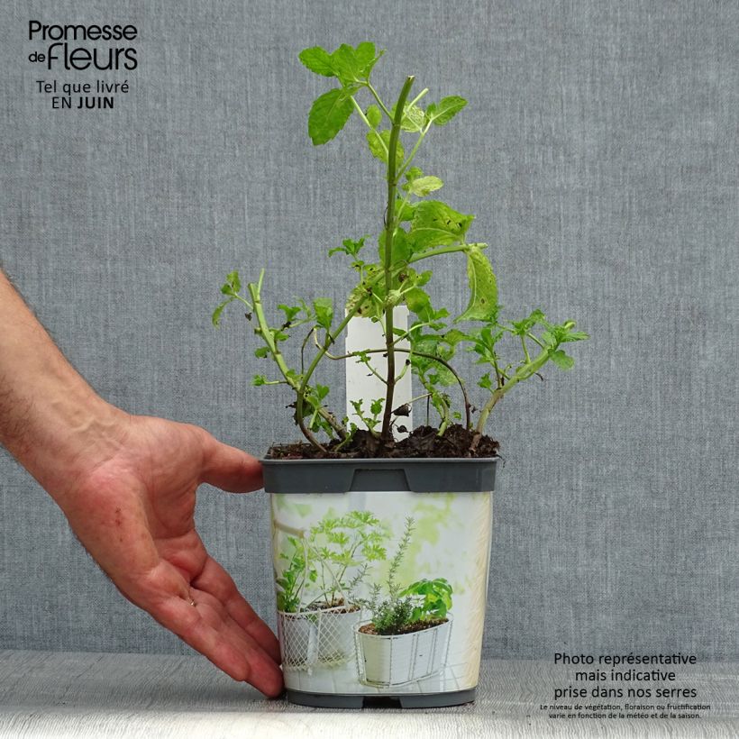 Exemplar von Ähren-Minze Nannah Bio - Mentha spicata Topf mit 1L/1,5L wie im Sommer geliefert