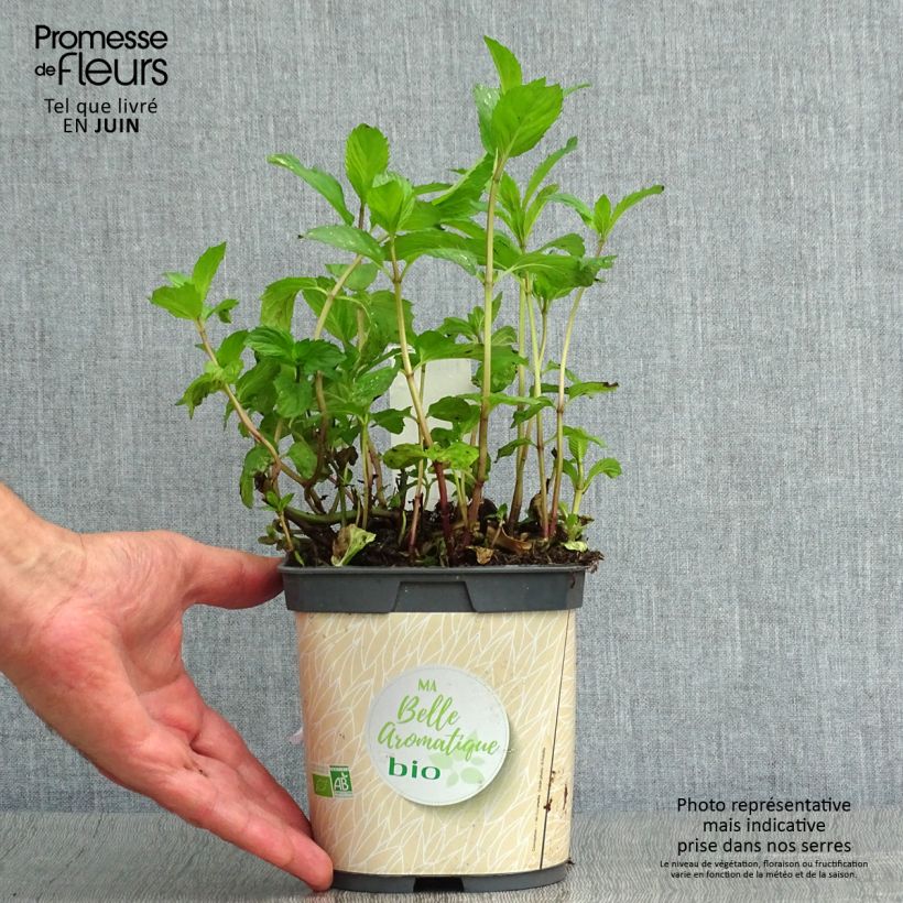 Exemplar von Pfefferminze Bio - Mentha piperita Kleine Töpfe von 7/8 cm wie im Sommer geliefert