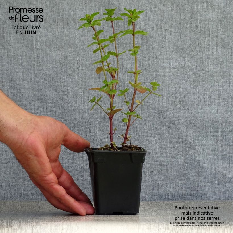 Exemplar von Pfefferminze - Mentha piperita Kleine Töpfe von 8/9 cm wie im Sommer geliefert