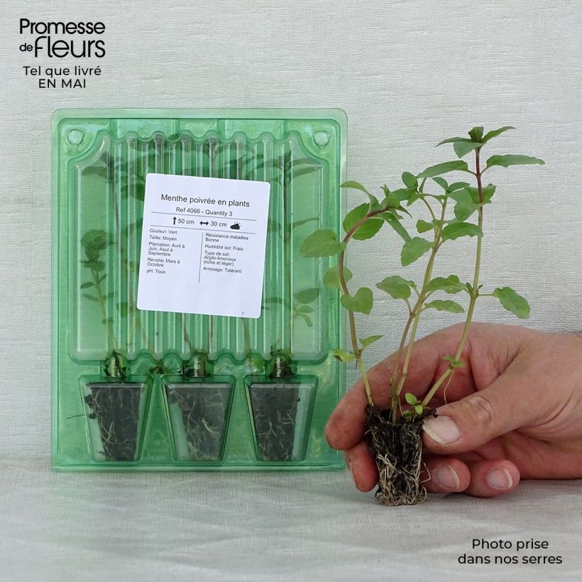 Exemplar von Pfefferminze (Pflanzen) - Mentha piperita Mini-Plug Ø 3/4 cm wie im Frühjahr geliefert