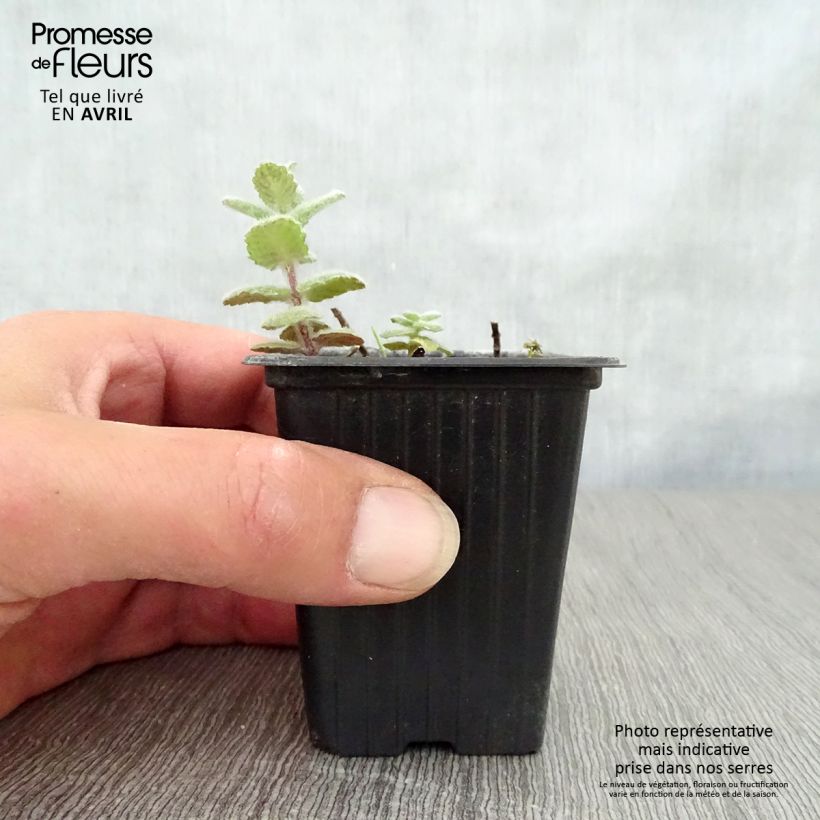 Exemplar von Rundblättrige Minze - Mentha suaveolens Kleine Töpfe von 8/9 cm wie im Frühjahr geliefert