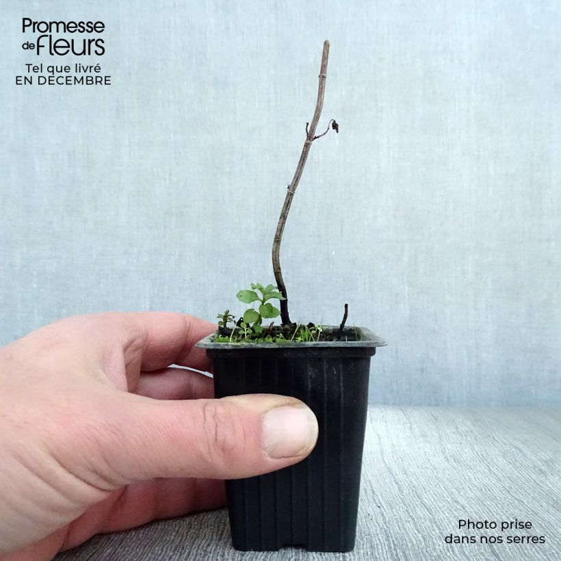 Exemplar von Pfefferminze Swiss - Mentha piperita Kleine Töpfe von 8/9 cm wie im Winter geliefert