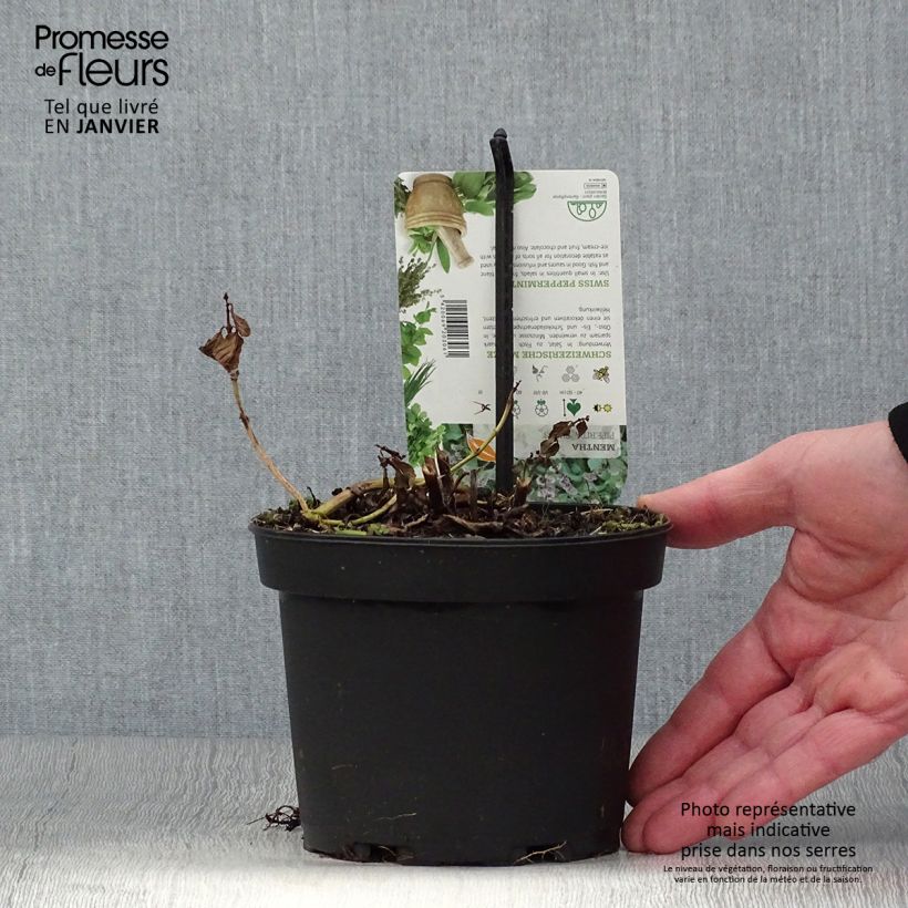 Exemplar von Pfefferminze Swiss - Mentha piperita Topf mit 1,5L/2L wie im Winter geliefert