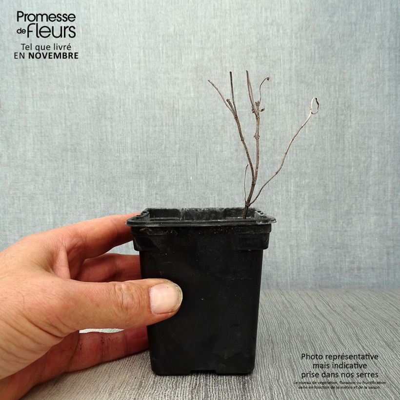 Exemplar von Ähren-Minze - Mentha spicata Kleine Töpfe von 8/9 cm wie im Herbst geliefert