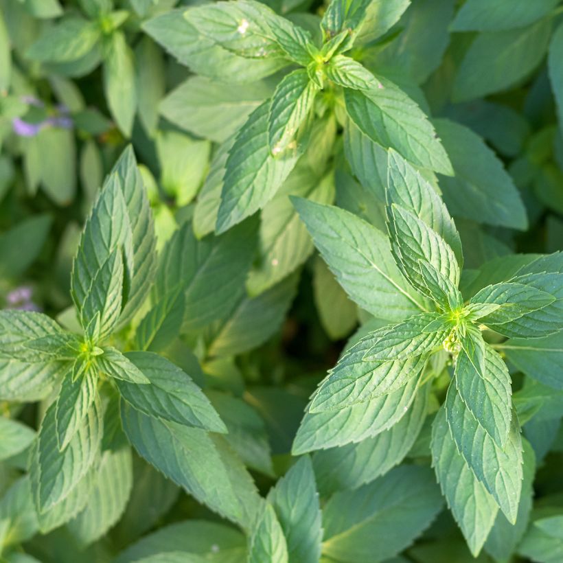 Acker-Minze - Mentha arvensis (Laub)