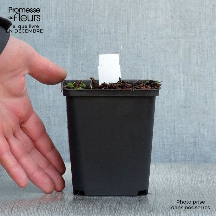 Exemplar von Mertensia virginica - Virginisches Blauglöckchen Kleine Töpfe von 8/9 cm wie im Winter geliefert