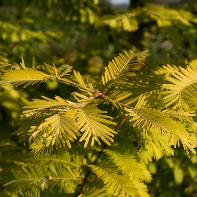 Metasequoia glyptostroboides Gold Rush - Urweltmammutbaum (Laub)