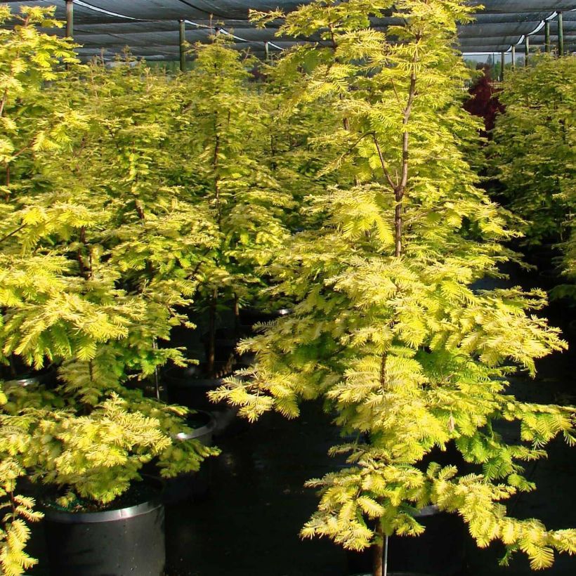 Metasequoia glyptostroboides Gold Rush - Urweltmammutbaum (Hafen)
