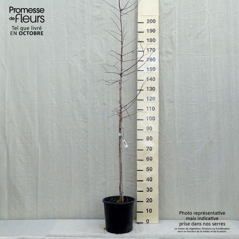 Exemplar von Metasequoia glyptostroboides Gold Rush - Urweltmammutbaum Topf mit 12L/15L wie im Herbst geliefert