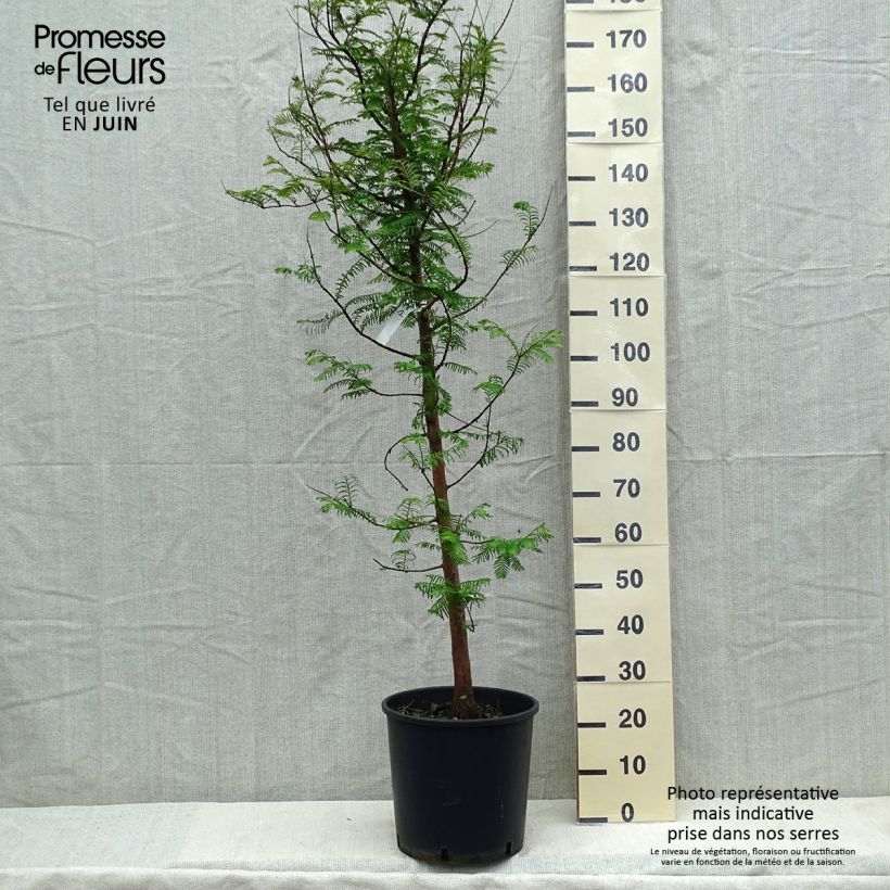 Exemplar von Metasequoia glyptostroboides - Urweltmammutbaum Topf mit 18L/20L wie im Frühjahr geliefert