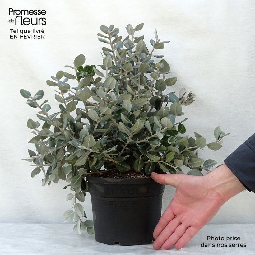 Exemplar von Metrosideros excelsa - Neuseeländischer Eisenholzbaum Topf mit 3L/4L wie im Winter geliefert