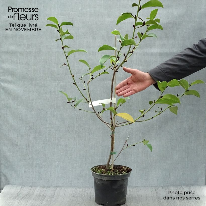 Exemplar von Magnolia Fairy Lime - Magnolie Topf mit 4L/5L wie im Herbst geliefert