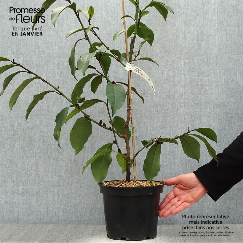 Exemplar von Magnolia foggii Allspice - Magnolie Topf mit 4L/5L wie im Winter geliefert