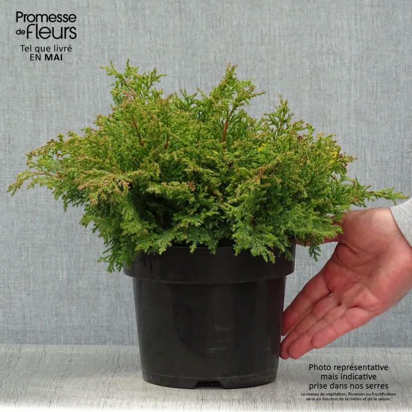 Exemplar von Microbiota decussata Fuzzball - Zwerglebensbaum Topf mit 2L/3L wie im Frühjahr geliefert