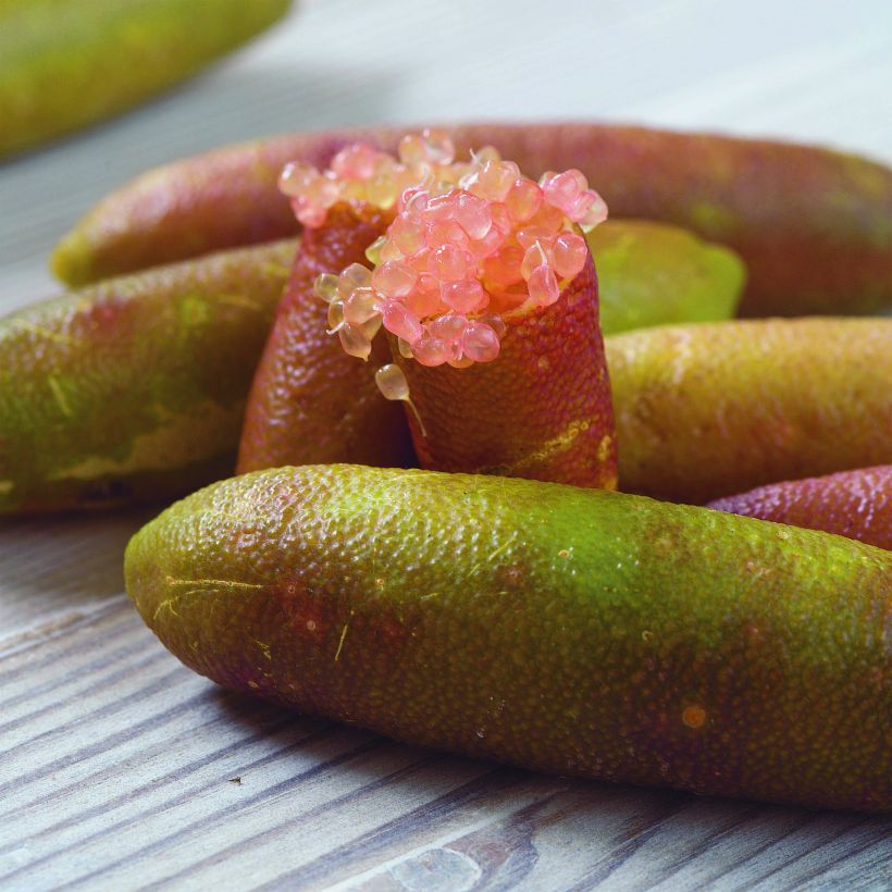 Fingerlimette Verde - Microcitrus australasica (Ernte)
