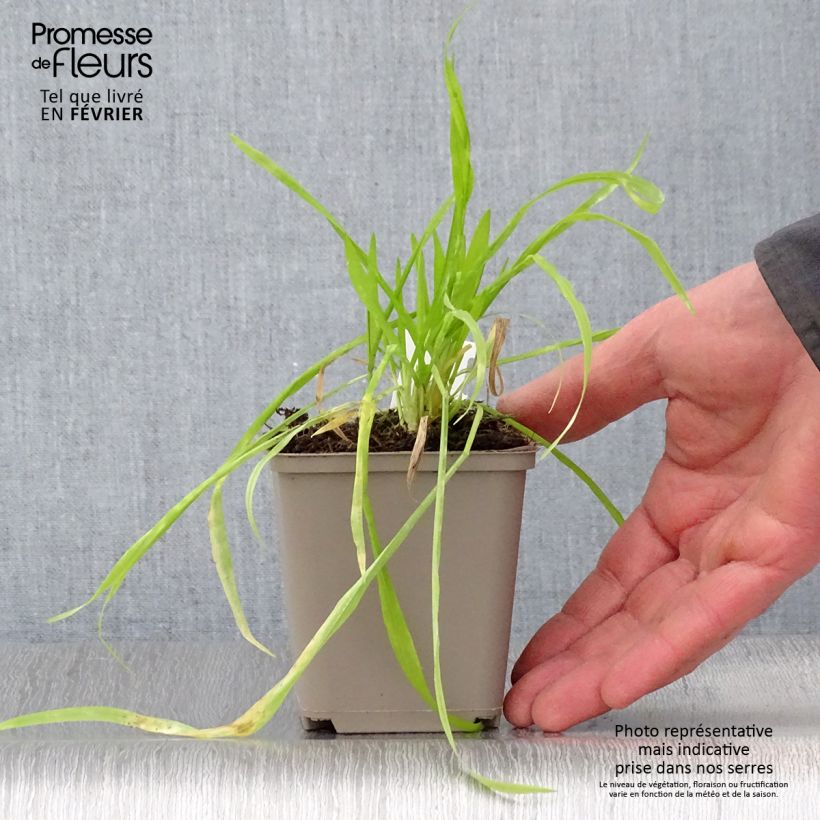 Exemplar von Milium effusum Aureum - Flattergras Kleine Töpfe von 8/9 cm wie im Winter geliefert