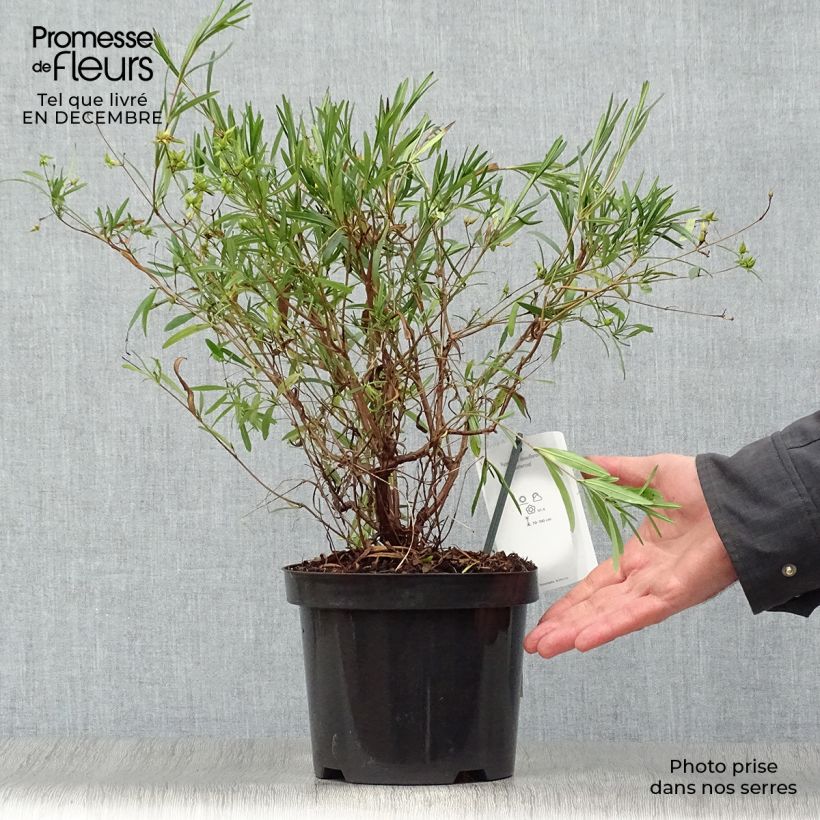 Exemplar von Hypericum densiflorum Buttercup - Johanniskraut Topf mit 2L/3L wie im Winter geliefert