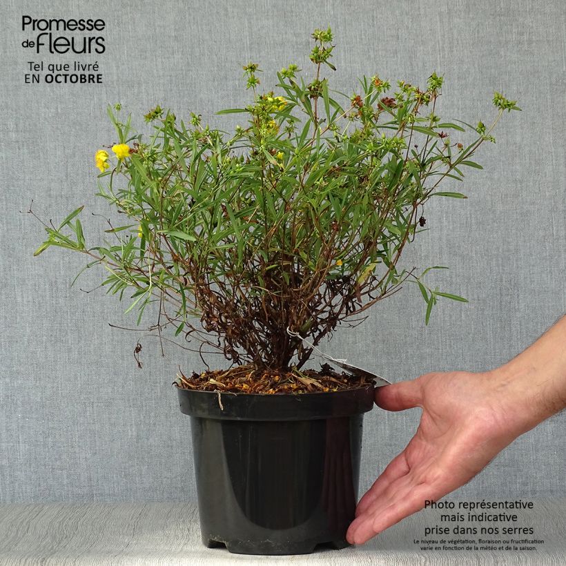 Exemplar von Hypericum densiflorum Buttercup - Johanniskraut Topf mit 2L/3L wie im Herbst geliefert
