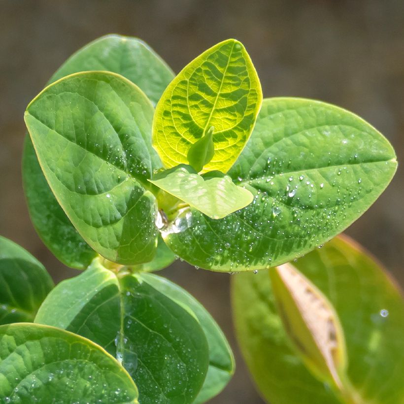 Hypericum Miracle Pistache - Johanniskraut (Laub)