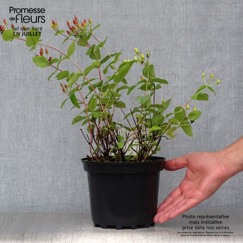Exemplar von Hypericum Rheingold - Johanniskraut Topf mit 1L/1,5L wie im Sommer geliefert