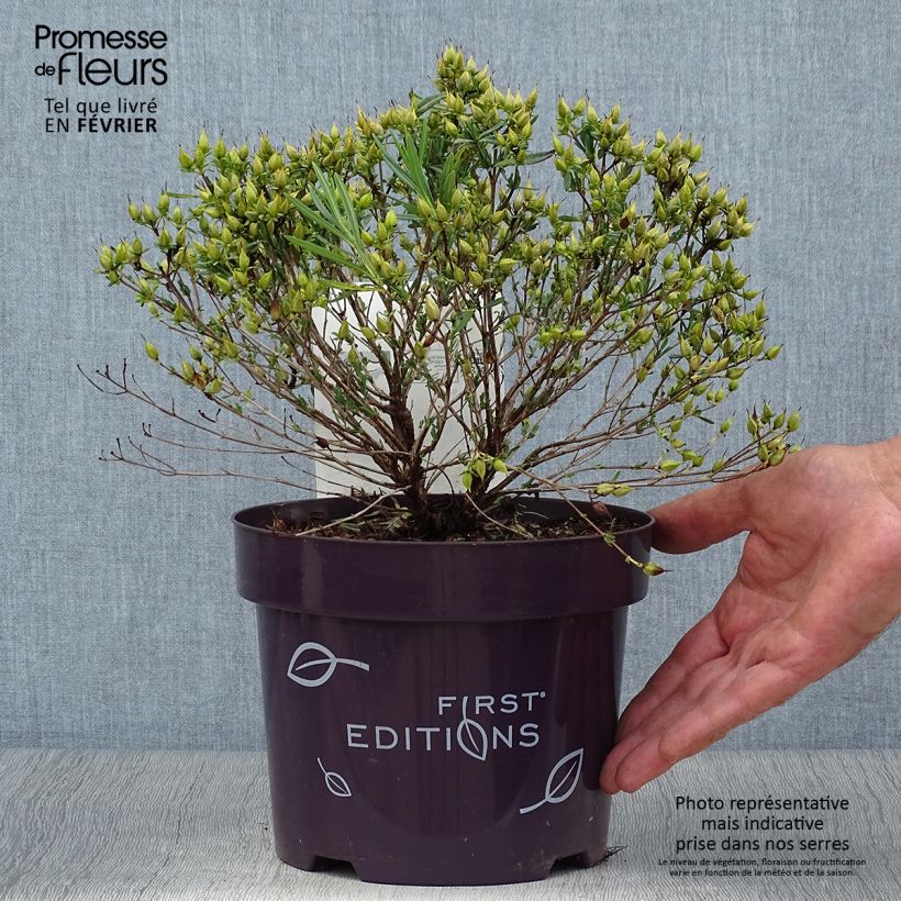Exemplar von Hypericum kalmianum Cobalt-n-Gold - Johanniskraut Topf mit 2L/3L wie im Herbst geliefert