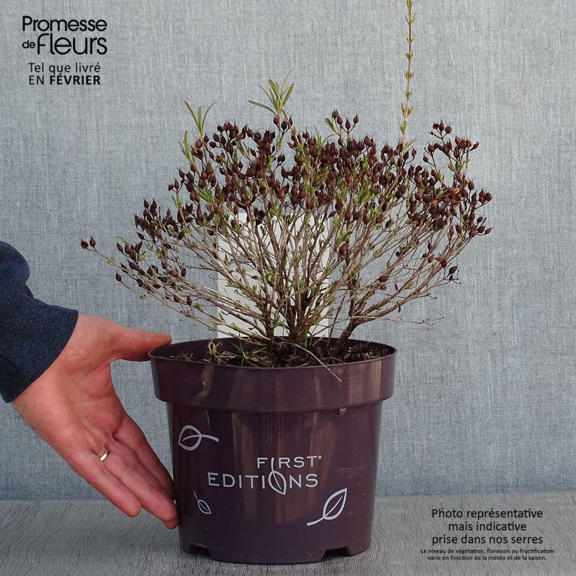 Exemplar von Hypericum kalmianum Cobalt-n-Gold - Johanniskraut Topf mit 2L/3L wie im Winter geliefert