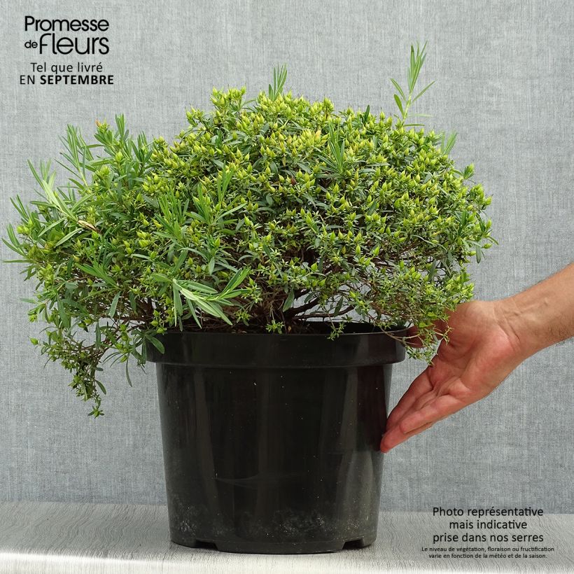 Exemplar von Hypericum kalmianum Cobalt-n-Gold - Johanniskraut Topf mit 7,5L/10L wie im Herbst geliefert