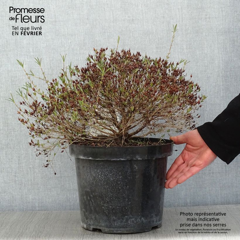 Exemplar von Hypericum kalmianum Cobalt-n-Gold - Johanniskraut Topf mit 7,5L/10L wie im Winter geliefert