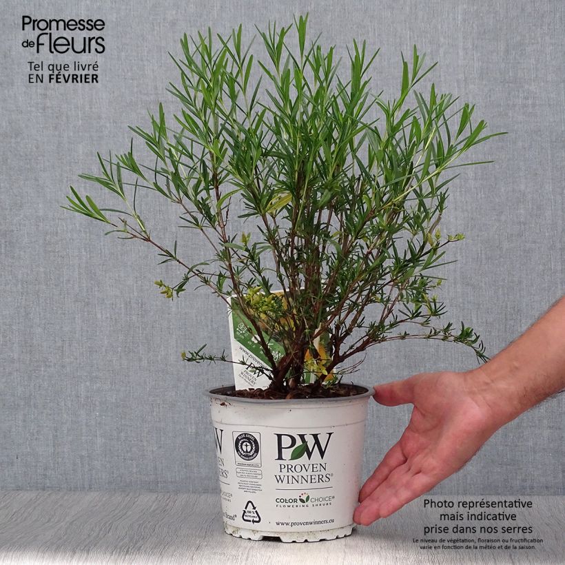 Exemplar von Hypericum kalmianum Sunny Boulevard - Johanniskraut Topf mit 2L/3L wie im Herbst geliefert