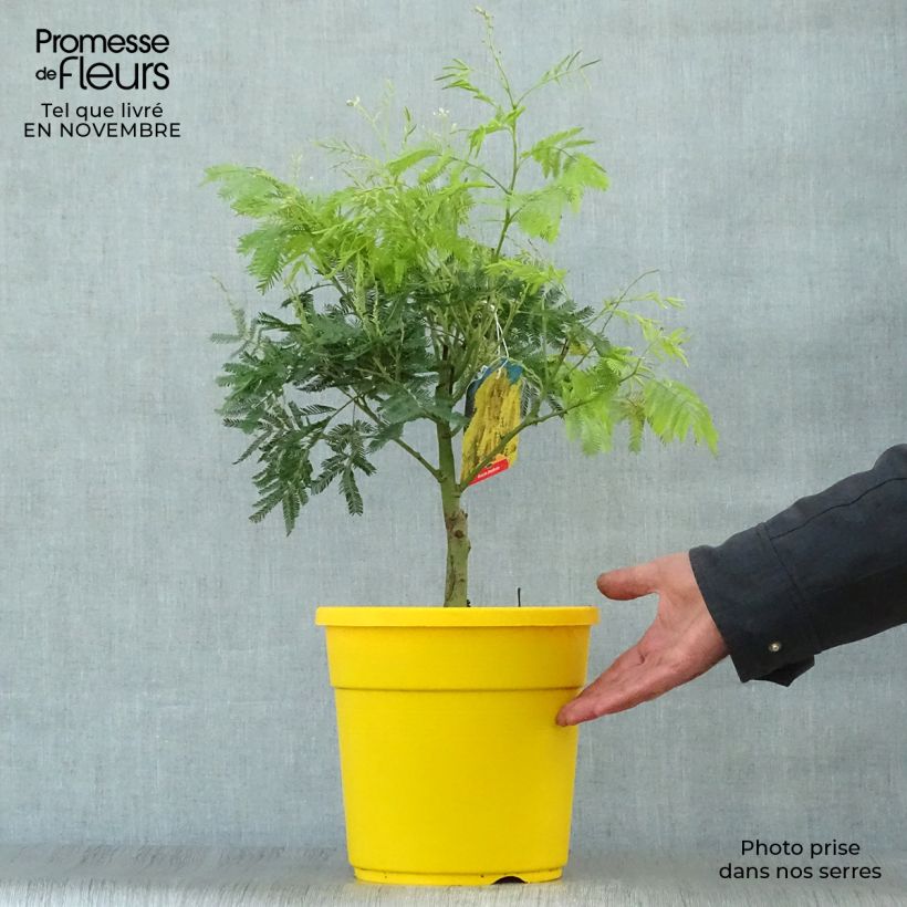 Exemplar von Acacia dealbata - Silber-Akazie Topf mit 2L/3L wie im Herbst geliefert