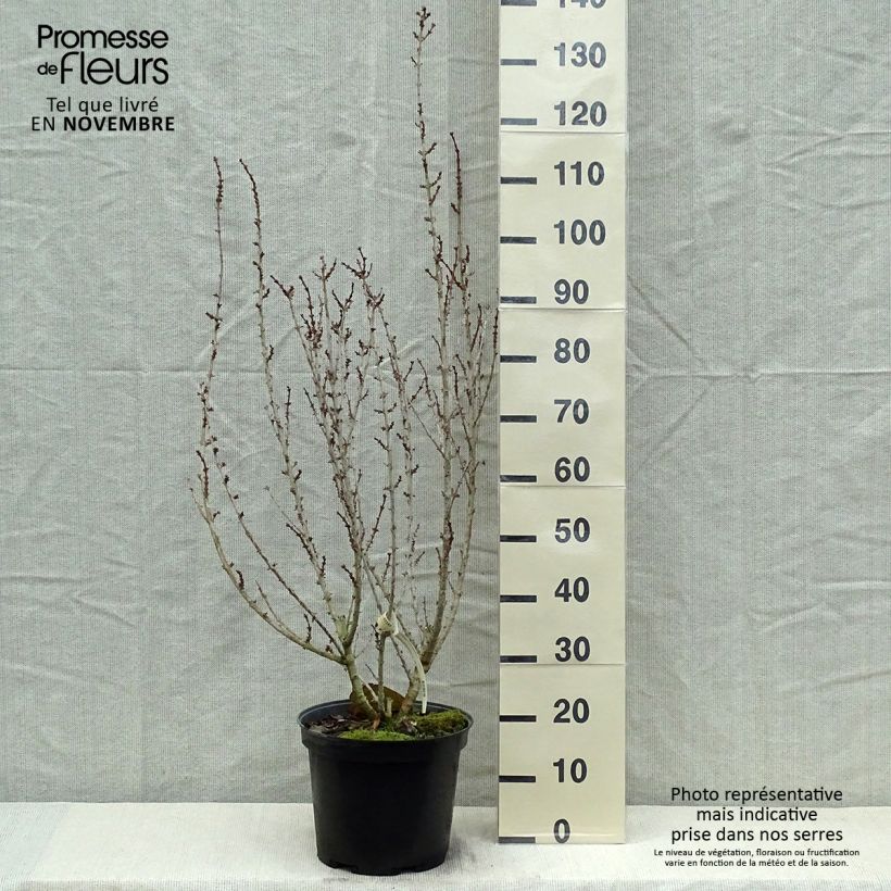 Exemplar von Goldglöckchen Mindor - Forsythie Topf mit 7,5L/10L wie im Herbst geliefert