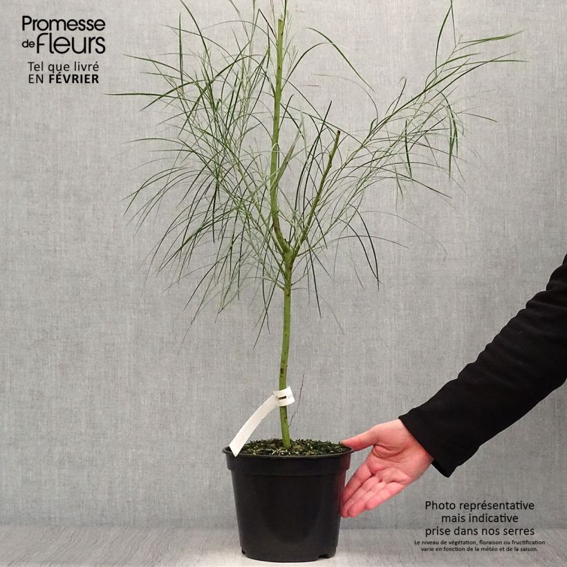 Exemplar von Acacia retinodes - Immergrüne Akazie Topf mit 2L/3L wie im Winter geliefert