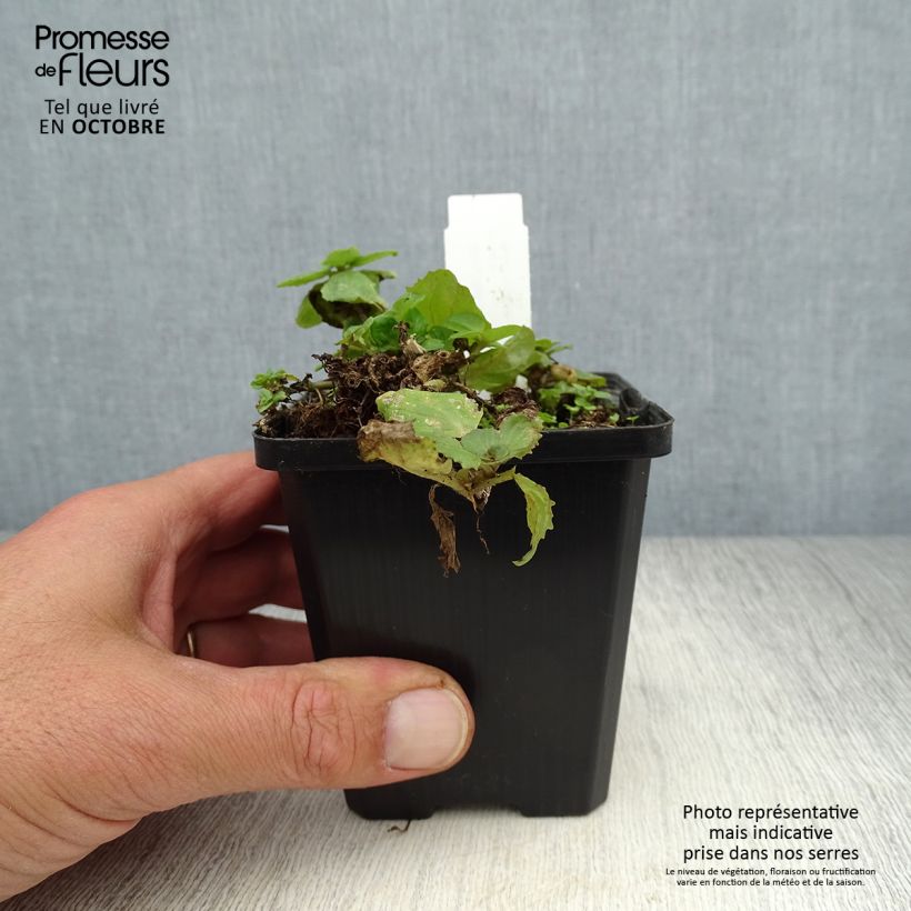 Exemplar von Rotgefleckte Gauklerblume - Mimulus luteus Kleine Töpfe von 8/9 cm wie im Herbst geliefert