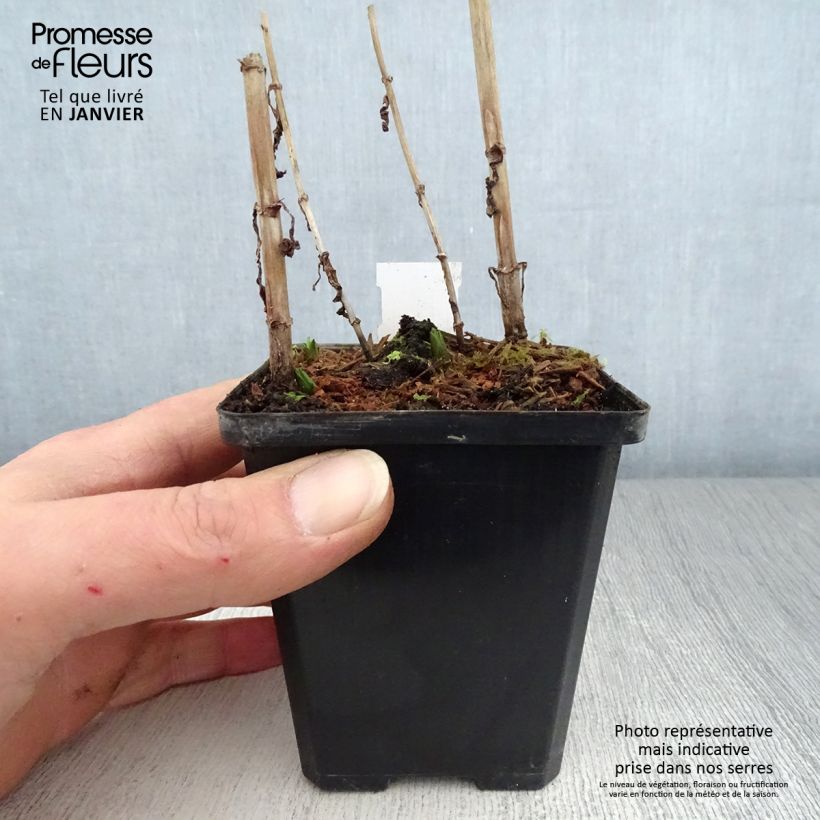 Exemplar von Blaue Gauklerblume - Mimulus ringens Kleine Töpfe von 8/9 cm wie im Winter geliefert