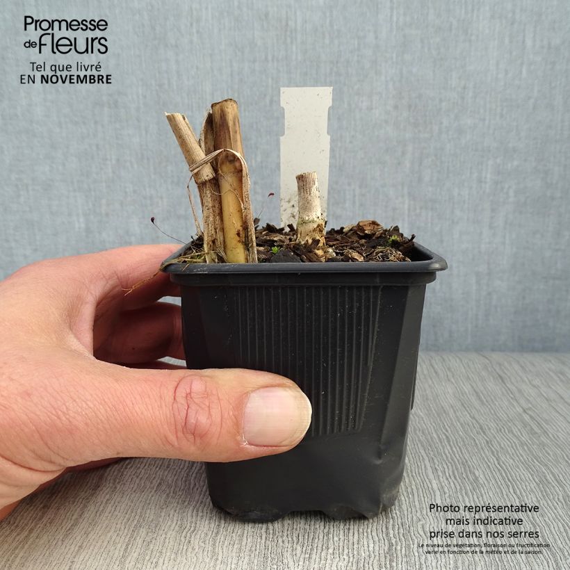 Exemplar von Riesen-Chinaschilf - Miscanthus giganteus Kleine Töpfe von 8/9 cm wie im Herbst geliefert