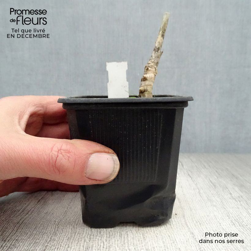 Exemplar von Riesen-Chinaschilf - Miscanthus giganteus Kleine Töpfe von 8/9 cm wie im Winter geliefert