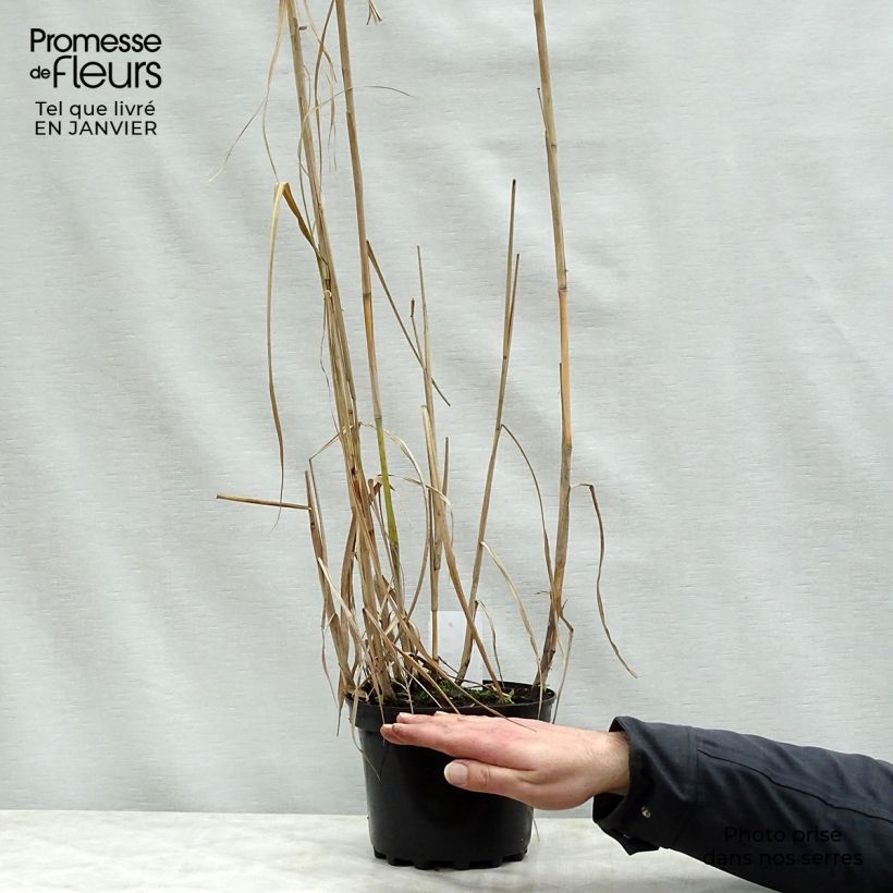 Exemplar von Riesen-Chinaschilf - Miscanthus giganteus Topf mit 2L/3L wie im Winter geliefert