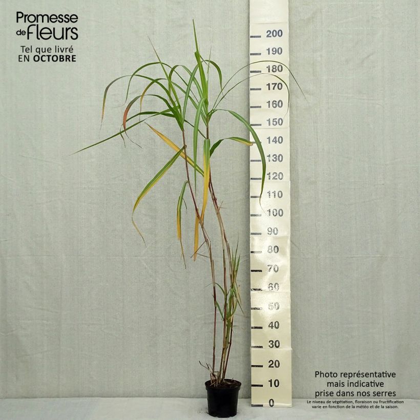 Exemplar von Riesen-Chinaschilf - Miscanthus giganteus Topf mit 2L/3L wie im Herbst geliefert