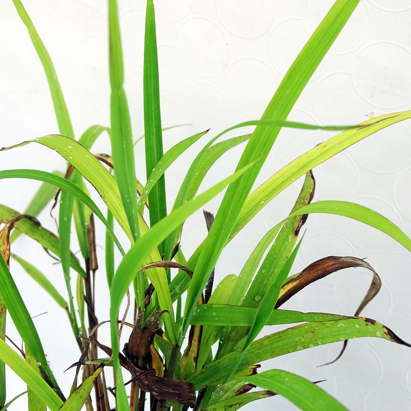 Nepal-Chinaschilf - Miscanthus nepalensis (Laub)